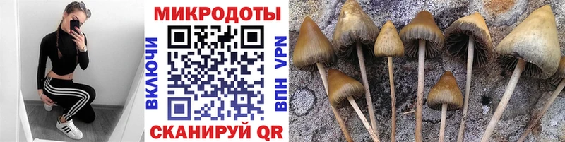Галлюциногенные грибы Psilocybe  Туран 